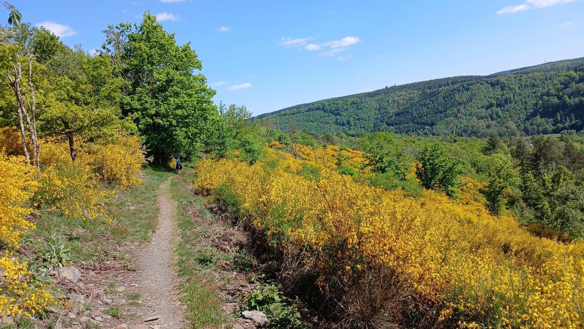 L'Abri Lägenhet La-Roche-en-Ardenne Exteriör bild